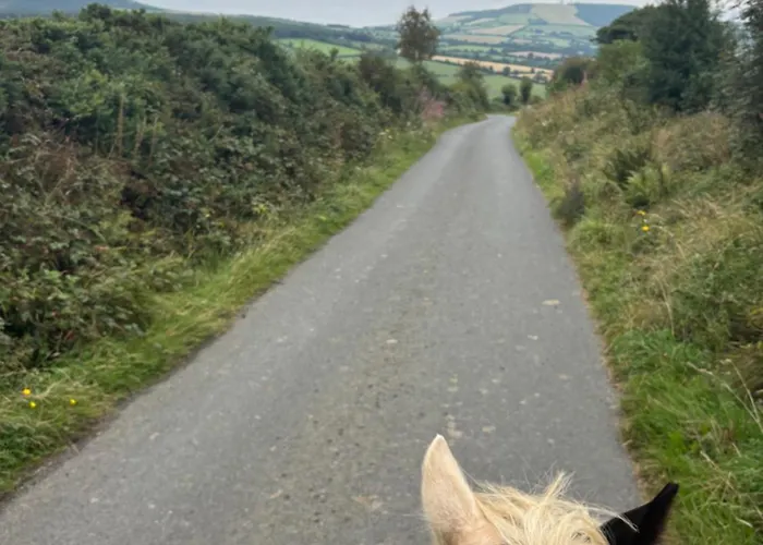 Brandon * 基尔根尼